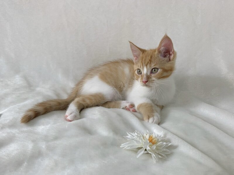 Adorable kitten image 9