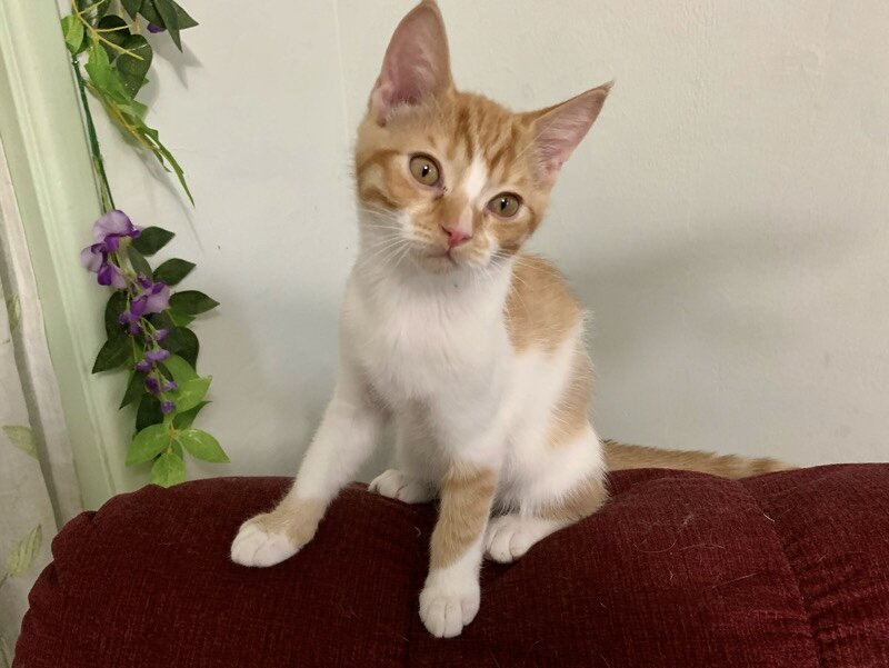 Adorable kitten image 4
