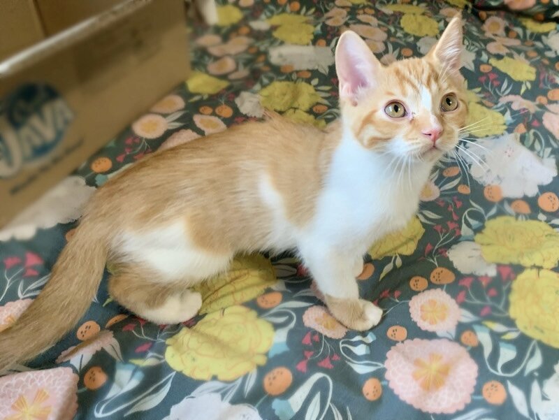Adorable kitten image 5
