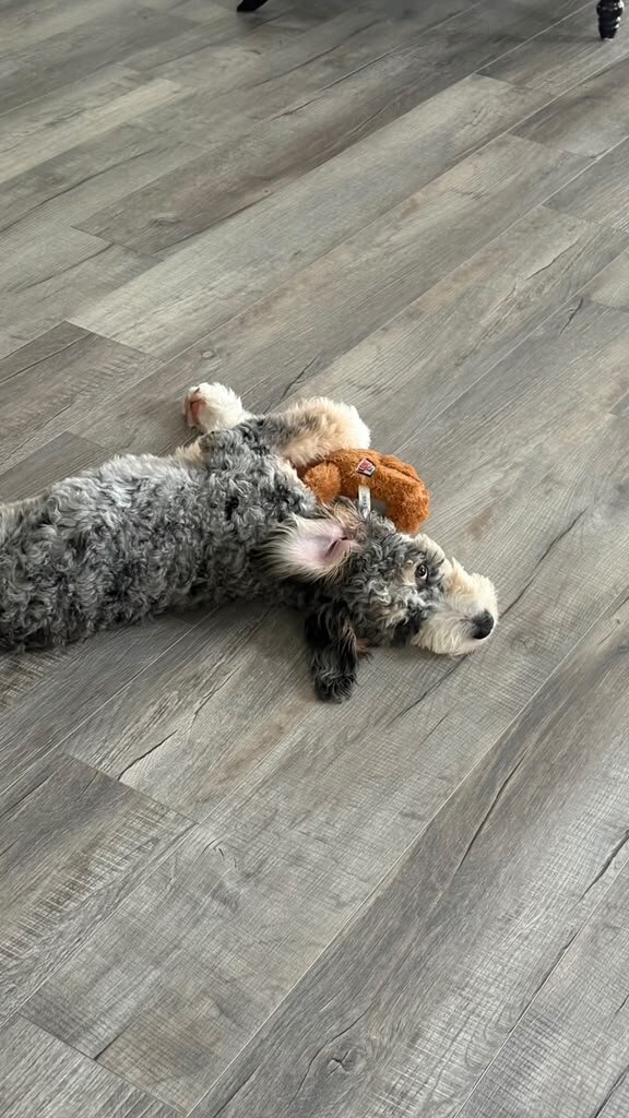 Beautiful Bernedoodle Puppy image 2