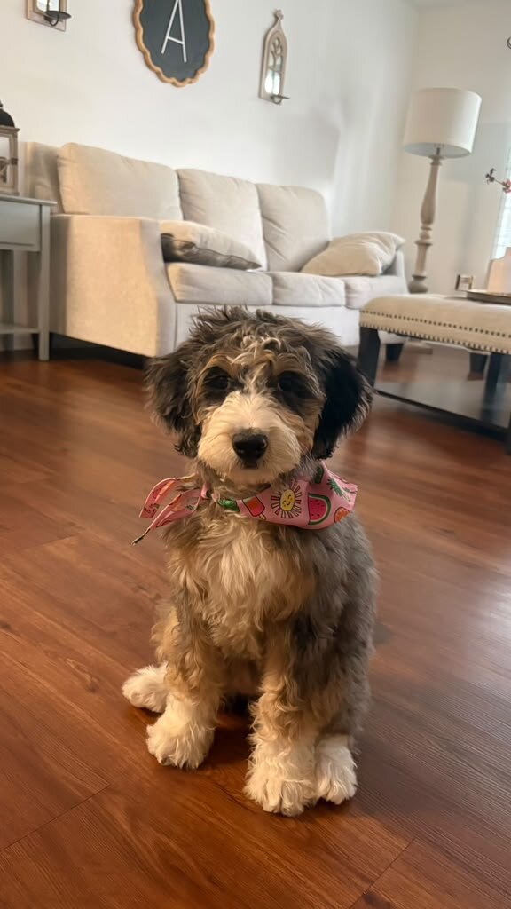 Beautiful Bernedoodle Puppy image 1