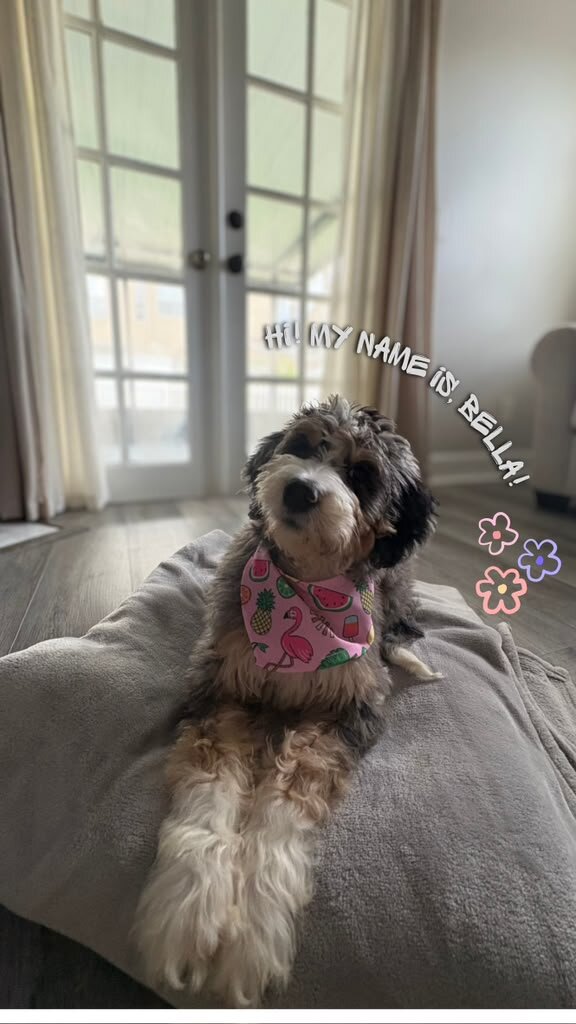 Beautiful Bernedoodle Puppy image 3