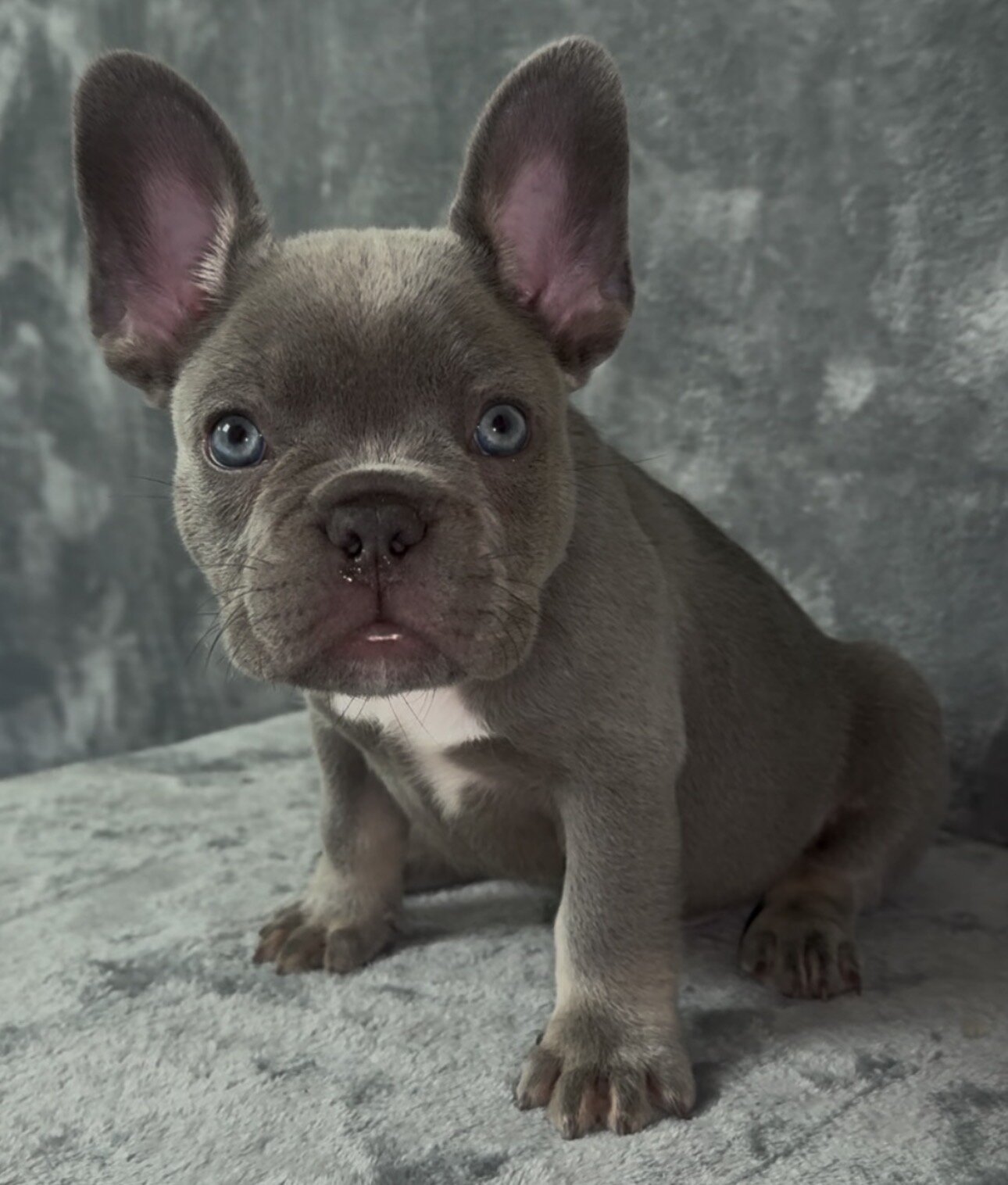 French bulldog image 1