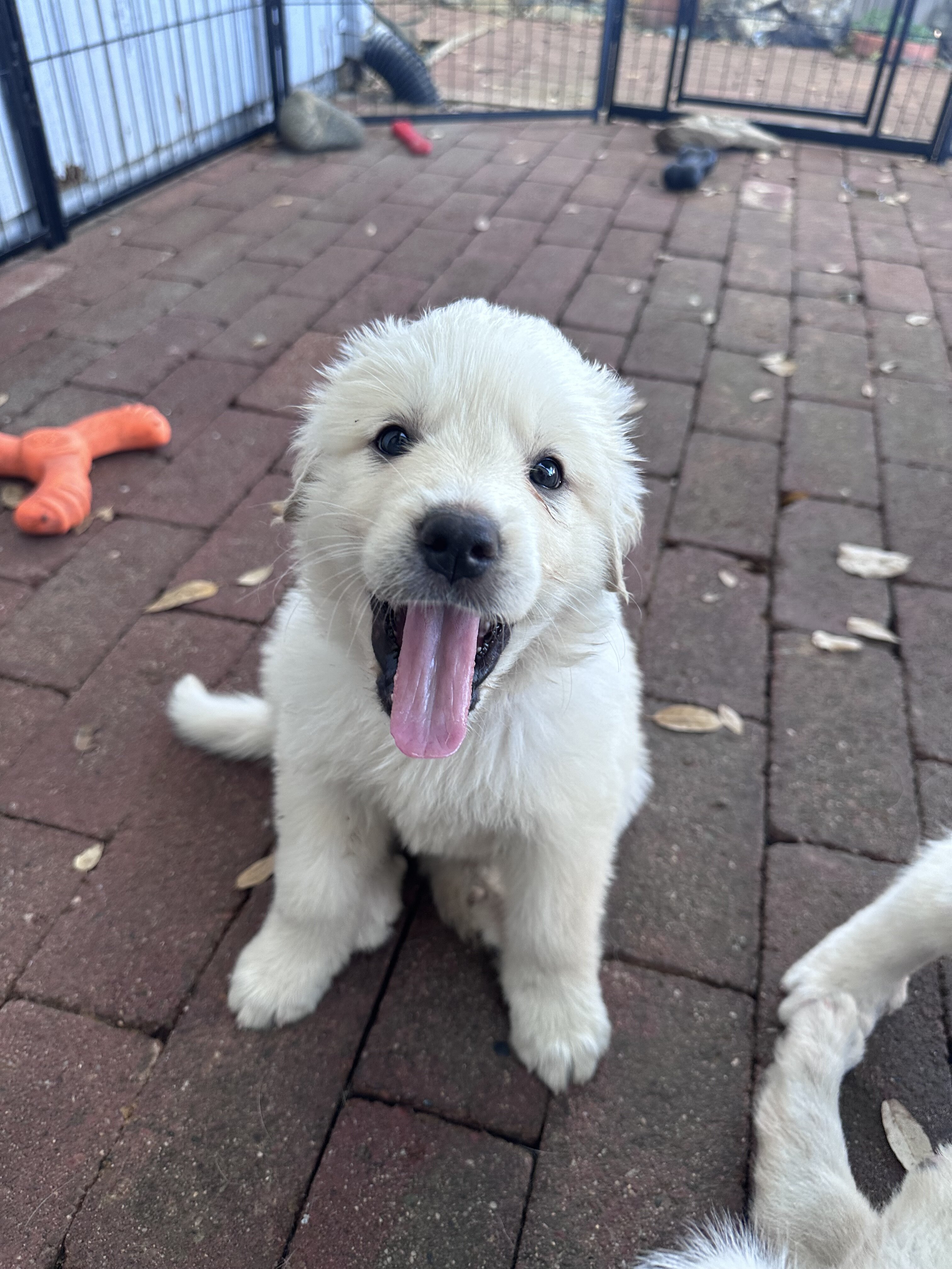 Akbash/Anatolian Pyrenees LGD/Family puppies image 6