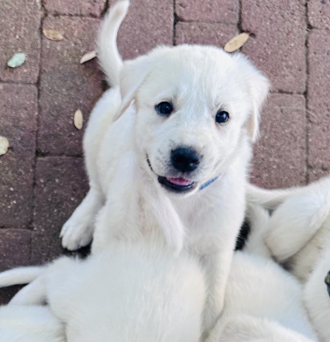 Akbash/Anatolian Pyrenees LGD/Family puppies image 4
