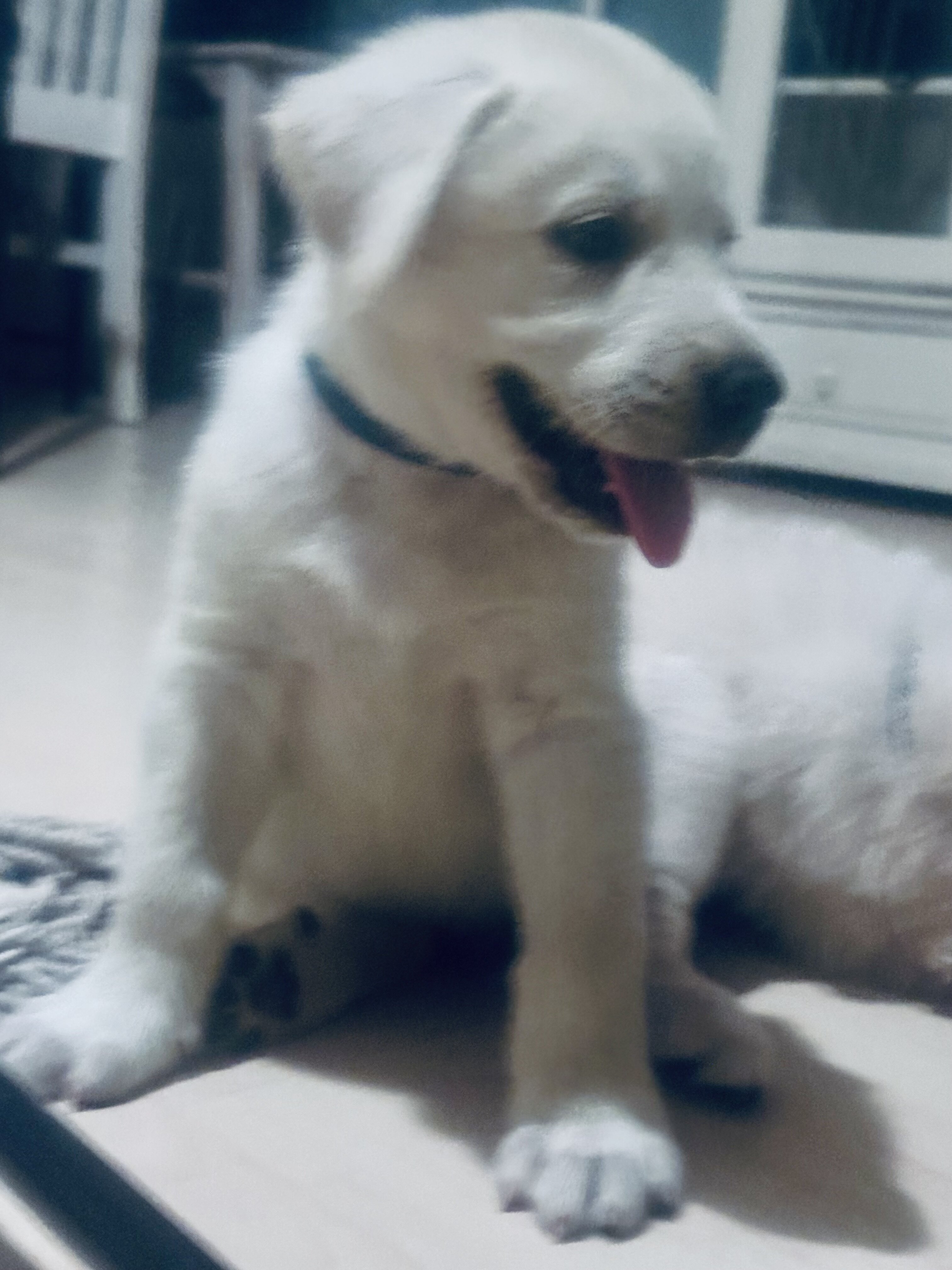 Akbash/Anatolian Pyrenees LGD/Family puppies image 5