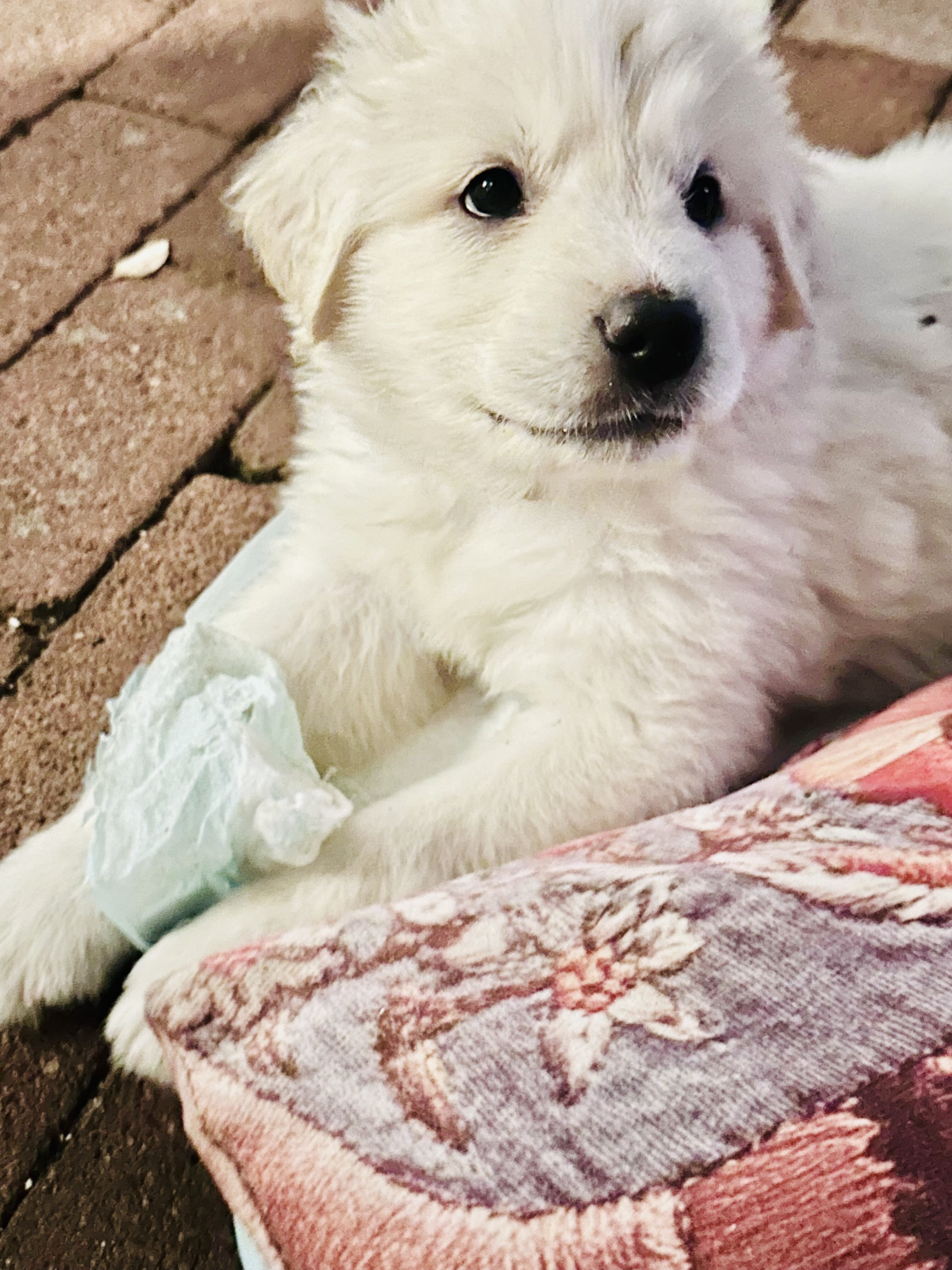 Akbash/Anatolian Pyrenees LGD/Family puppies image 2