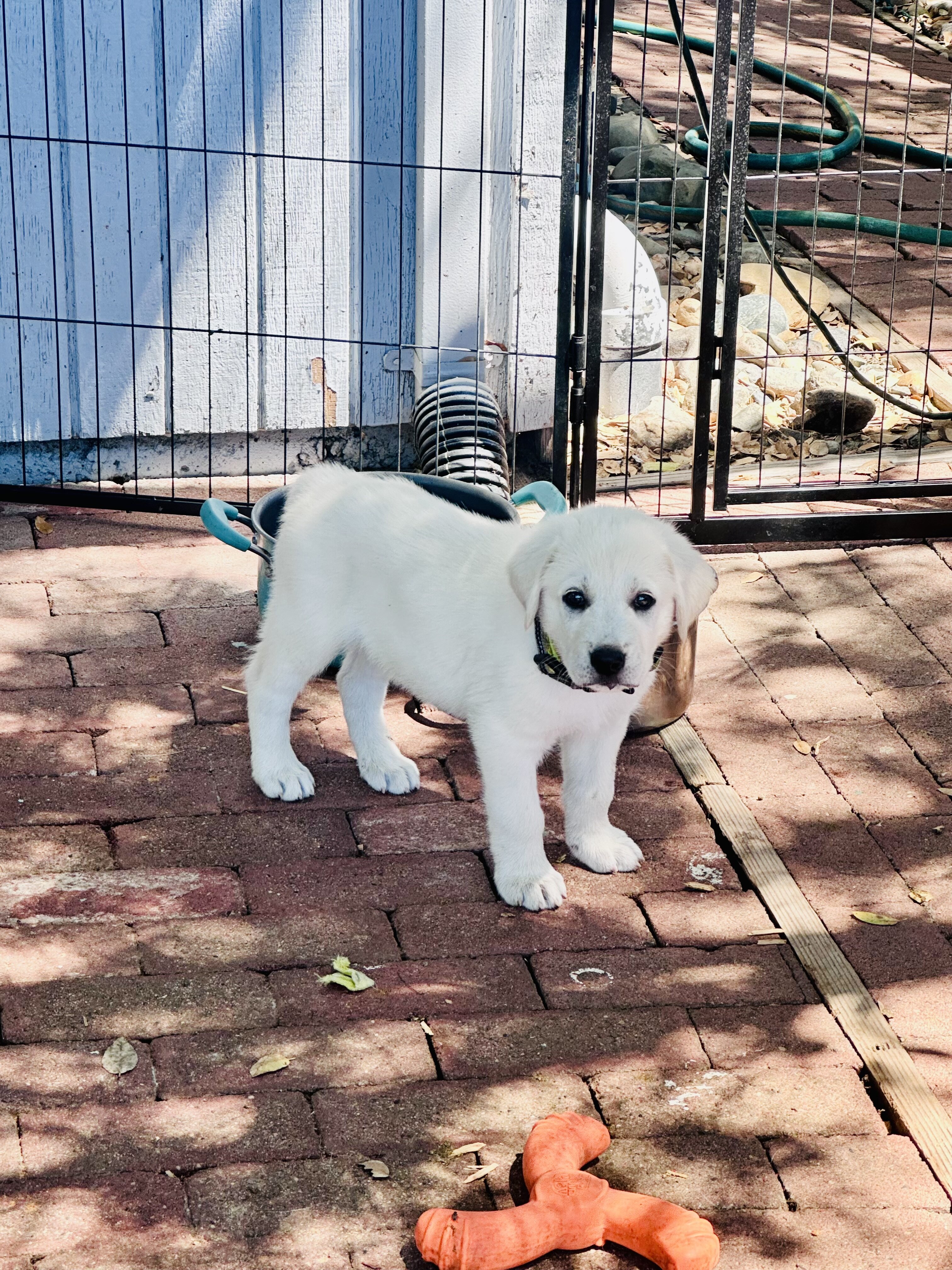 Akbash/Anatolian Pyrenees LGD/Family puppies image 3