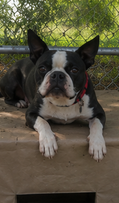 Male Boston Terrier image 1