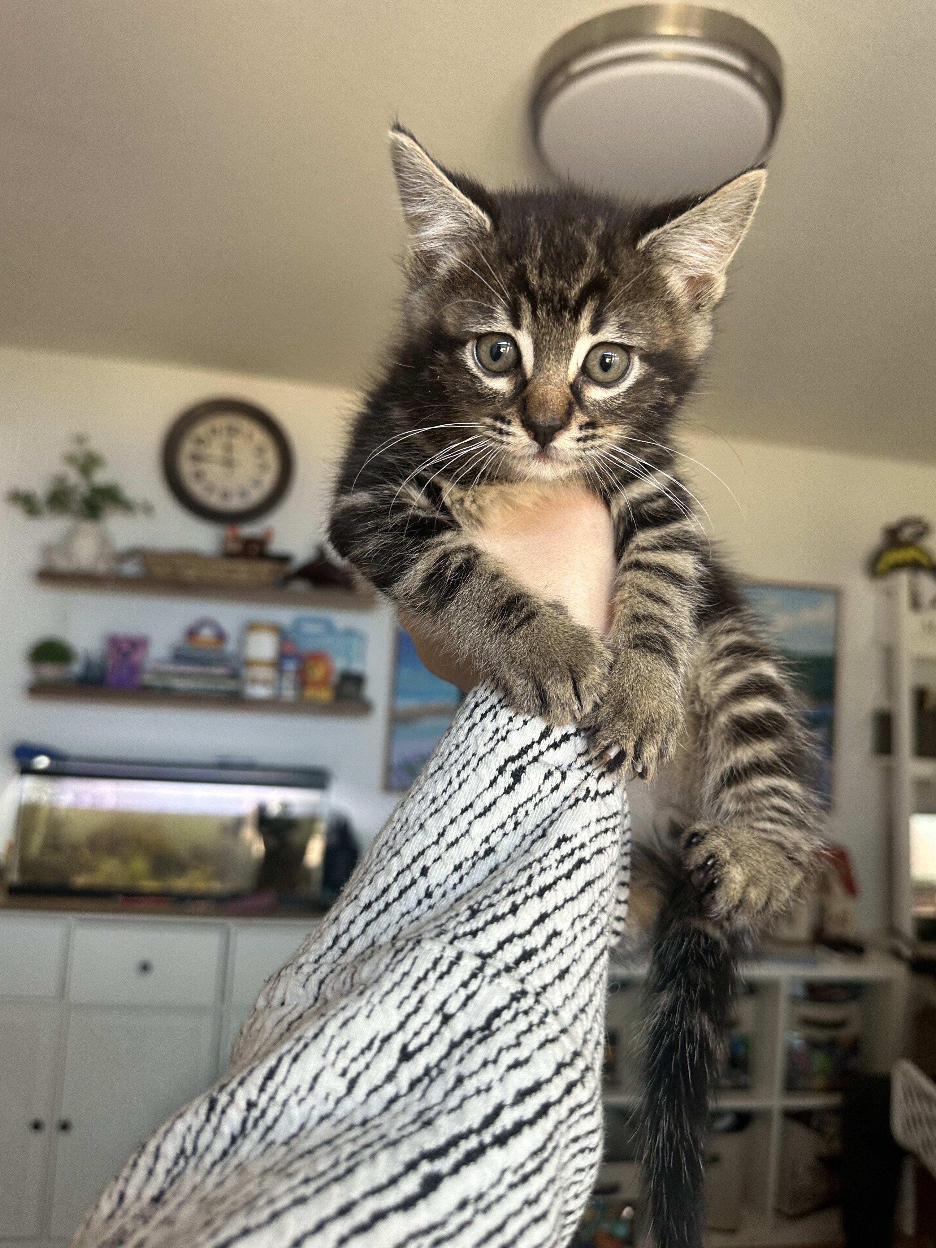 Kittens image 2