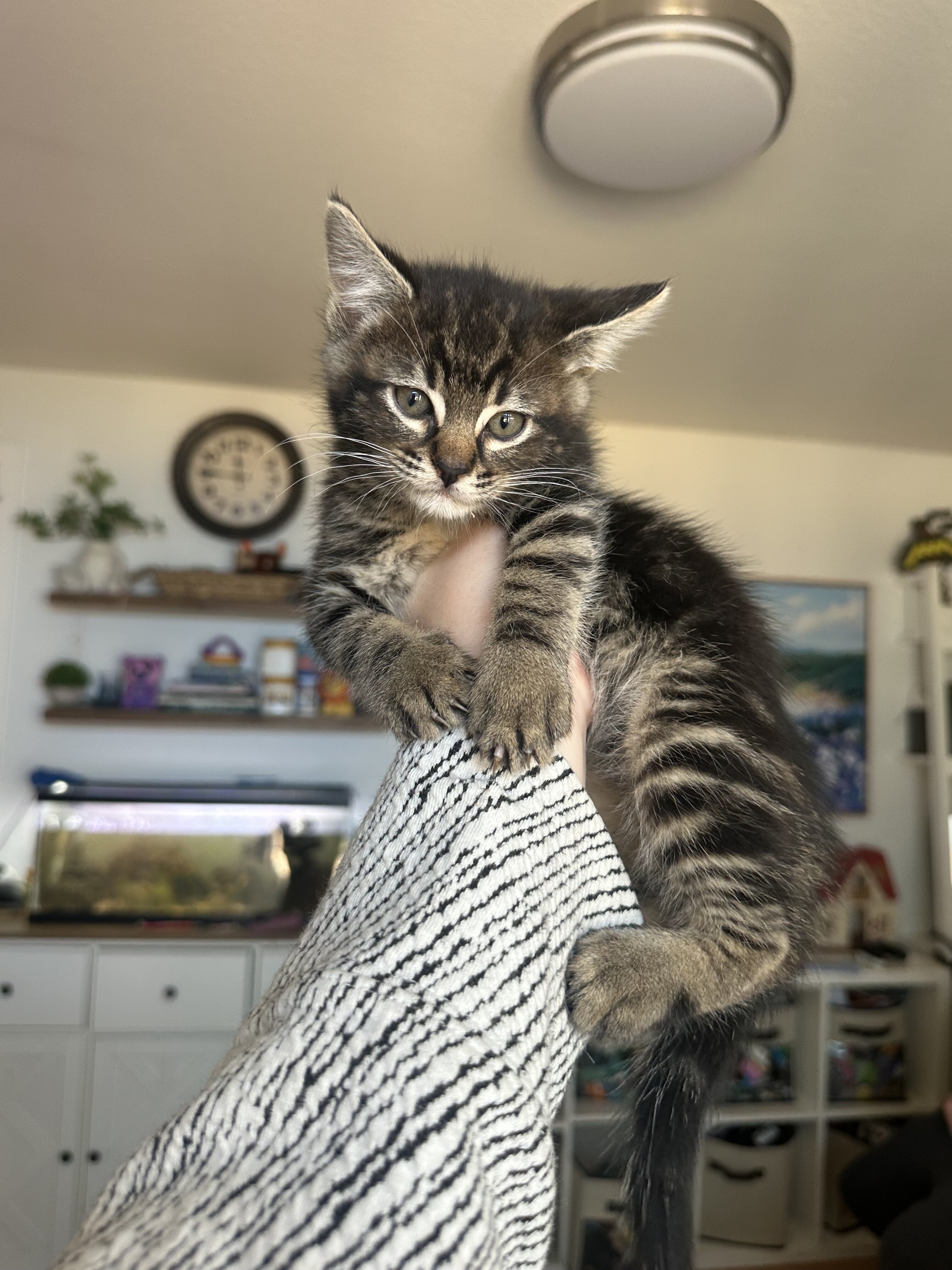 Kittens image 1