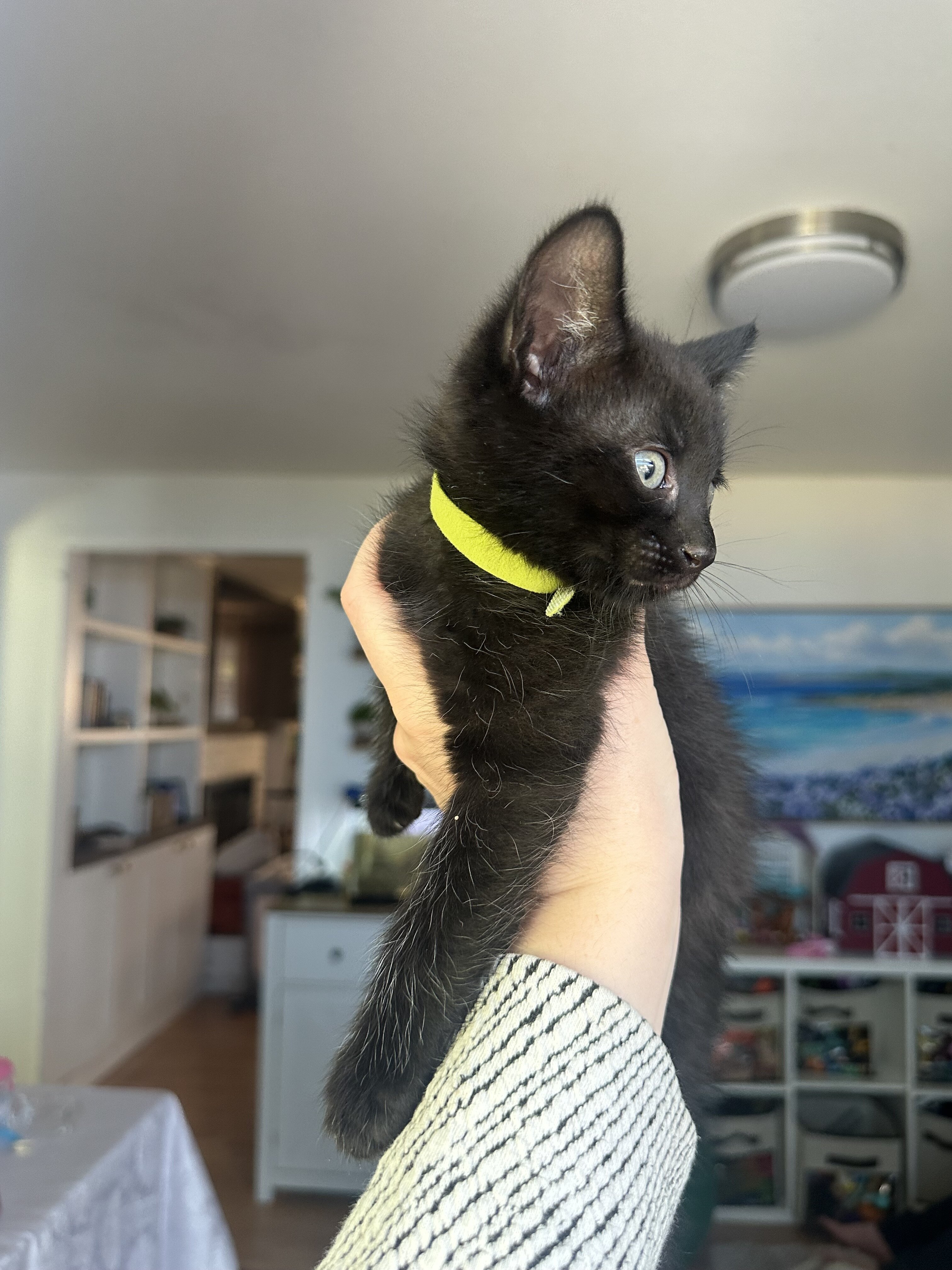 Kittens image 3