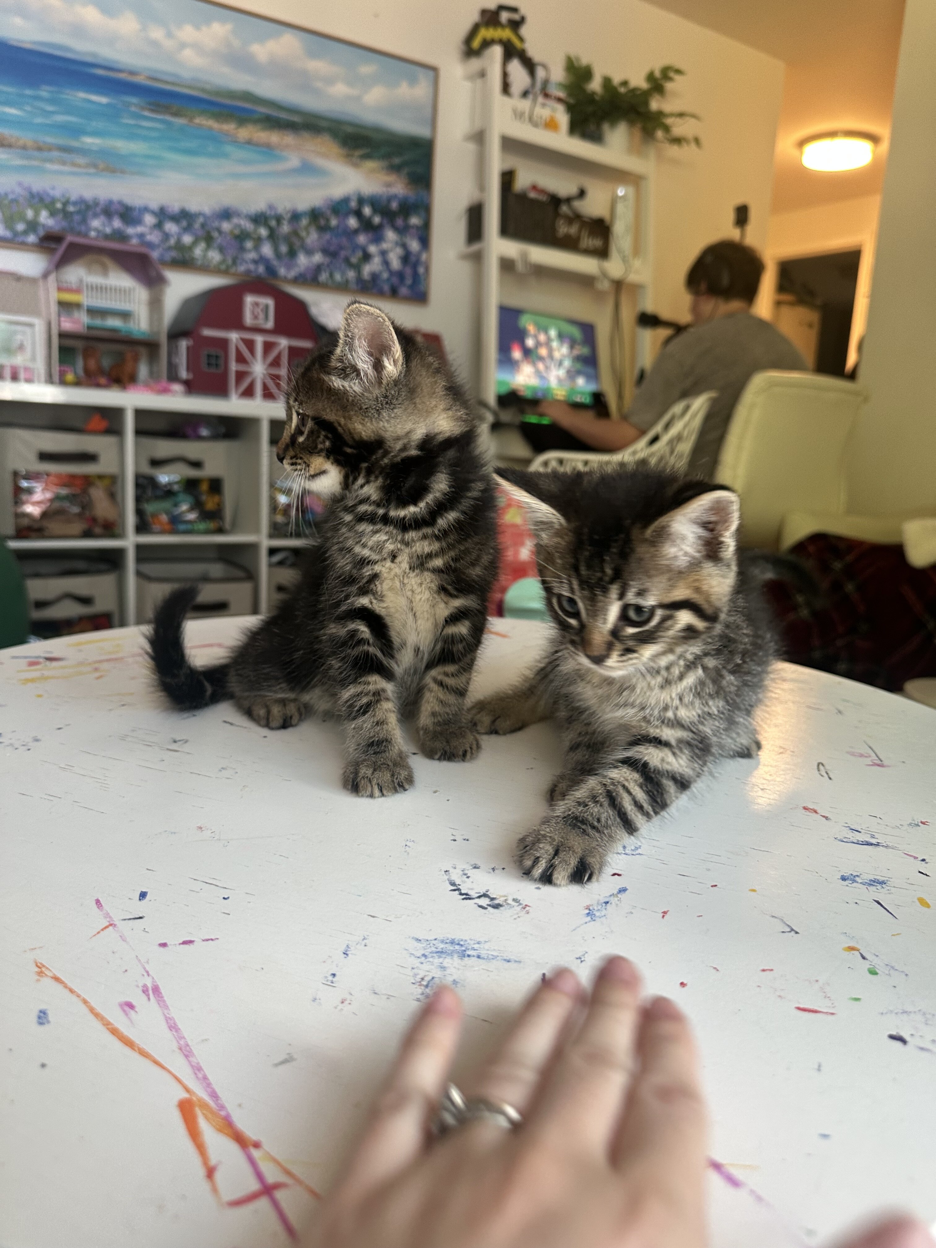 Kittens image 4