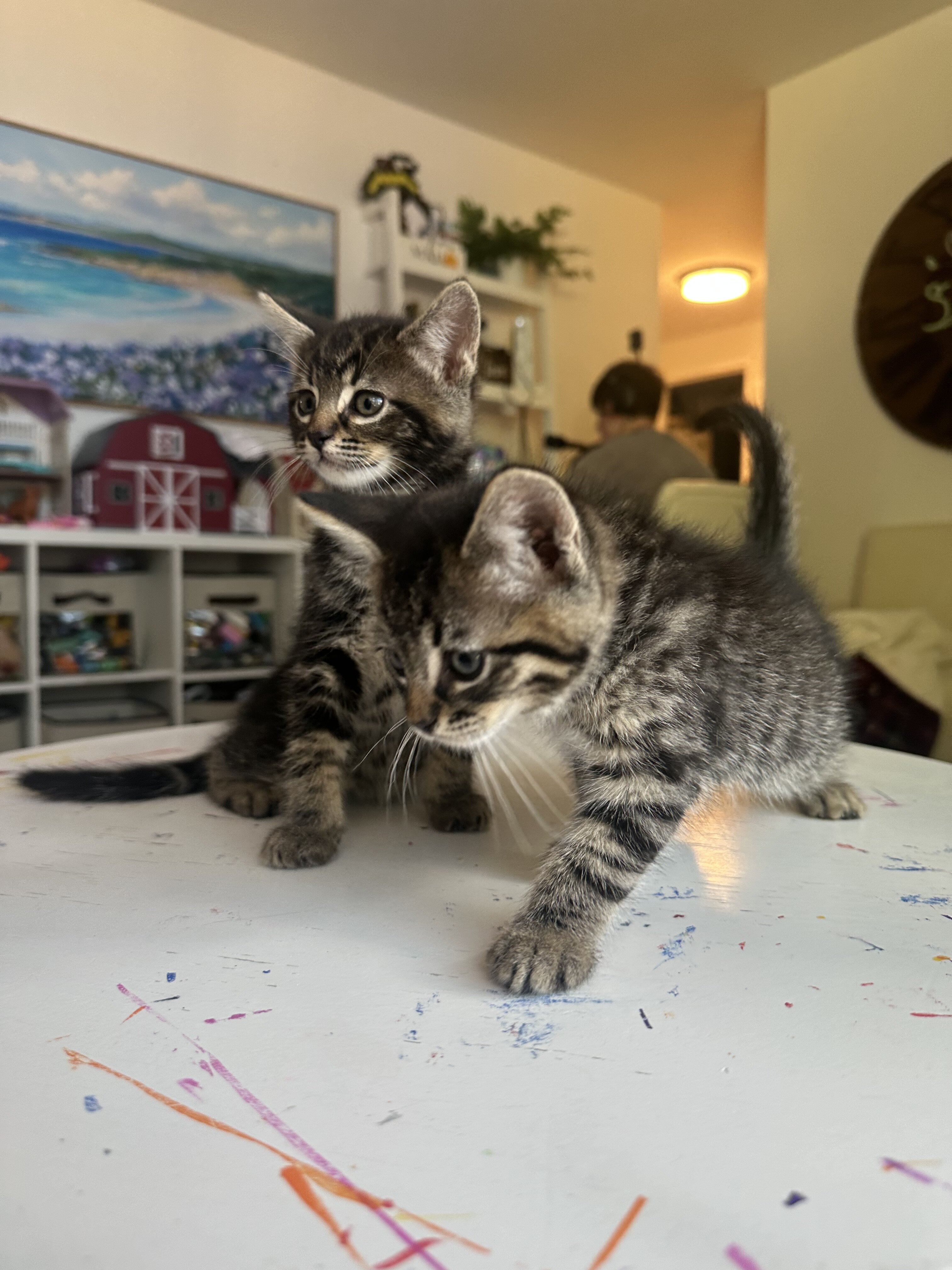 Kittens image 5