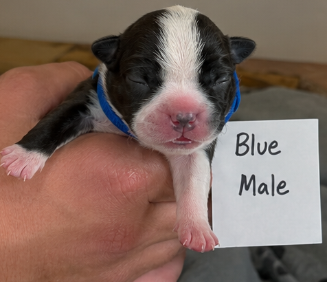 Boston Terrier puppies image 3