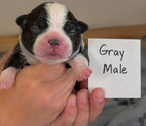 Boston Terrier puppies image 2