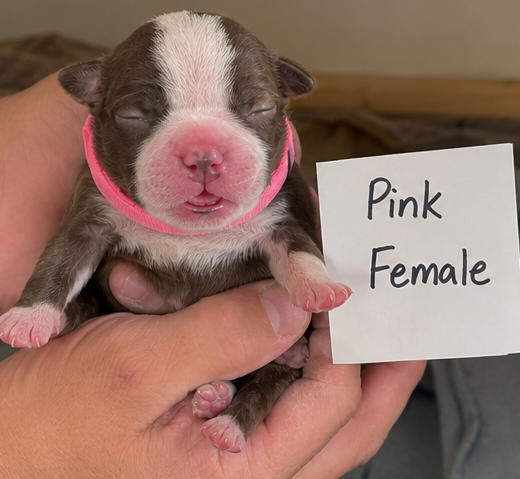 Boston Terrier puppies image 1