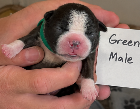 Boston Terrier puppies image 4