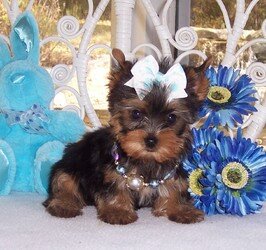 Yorkshire Puppies Available image 1