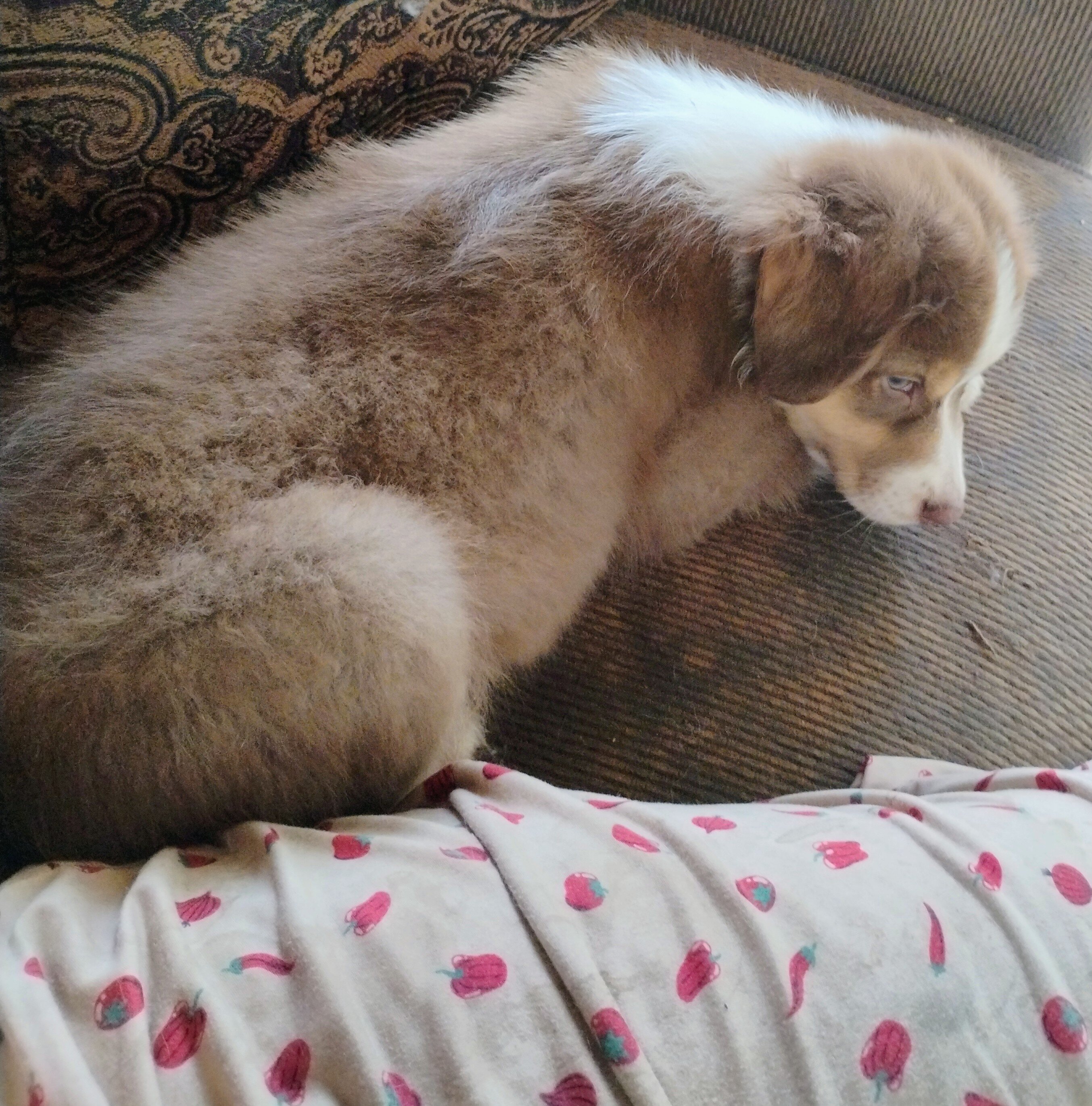 Australian Shepherd image 2
