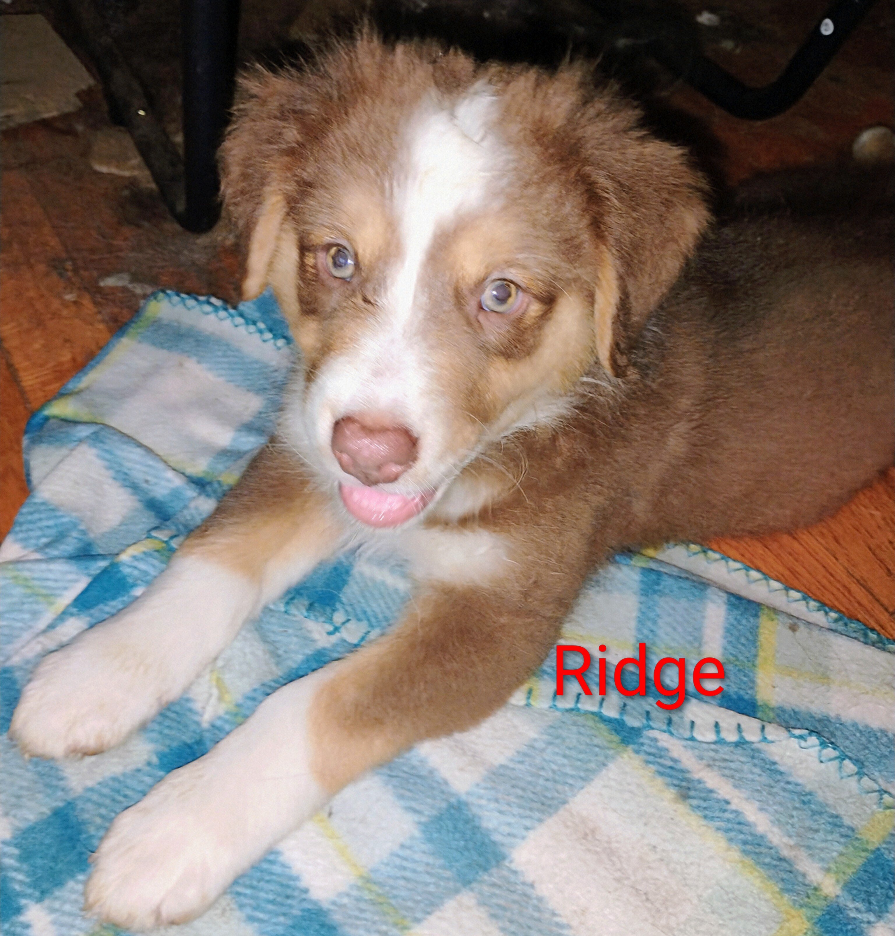 Australian Shepherd image 1