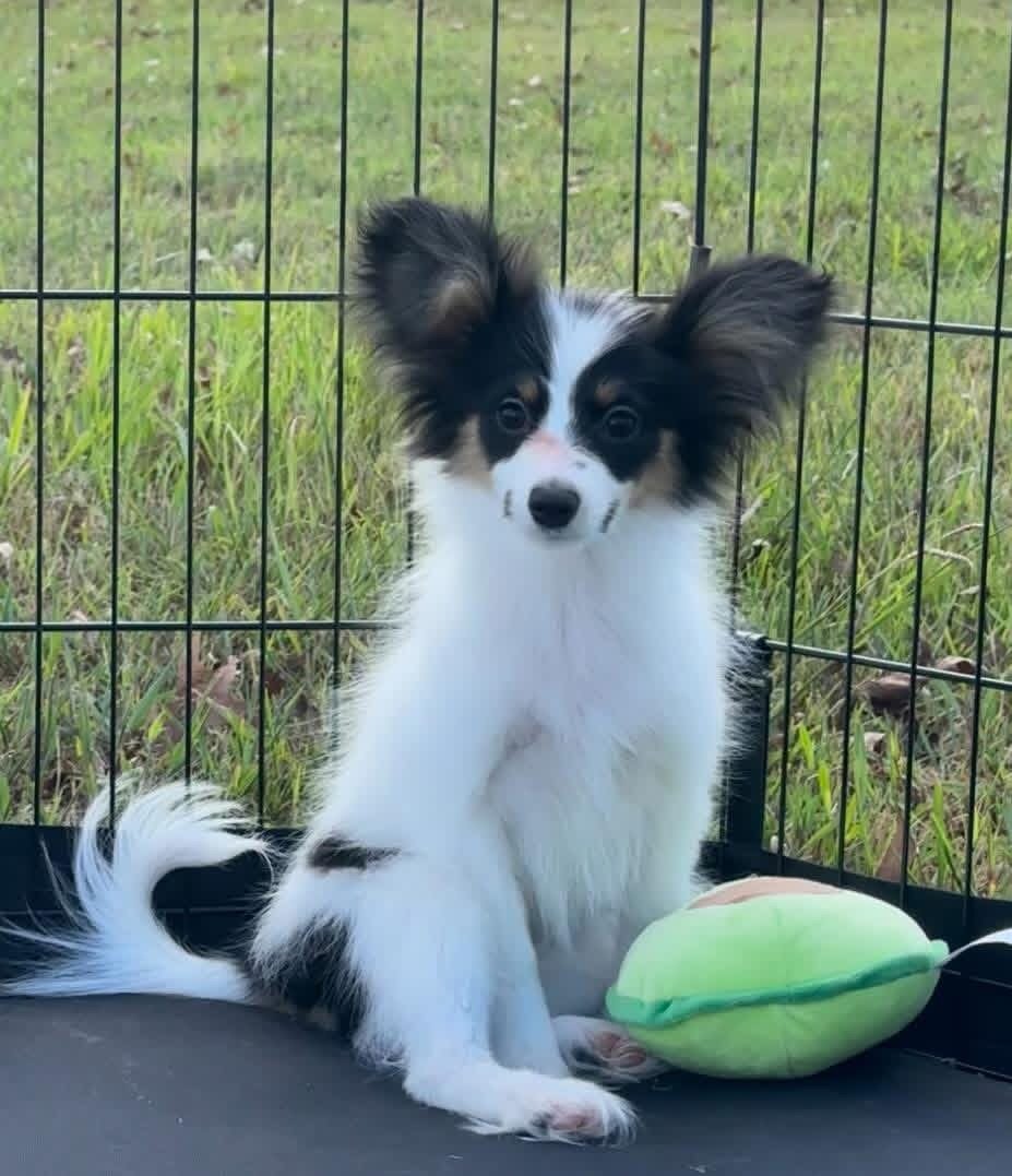 Papillon puppies image 6