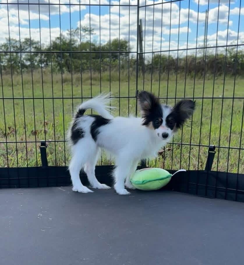 Papillon puppies image 5