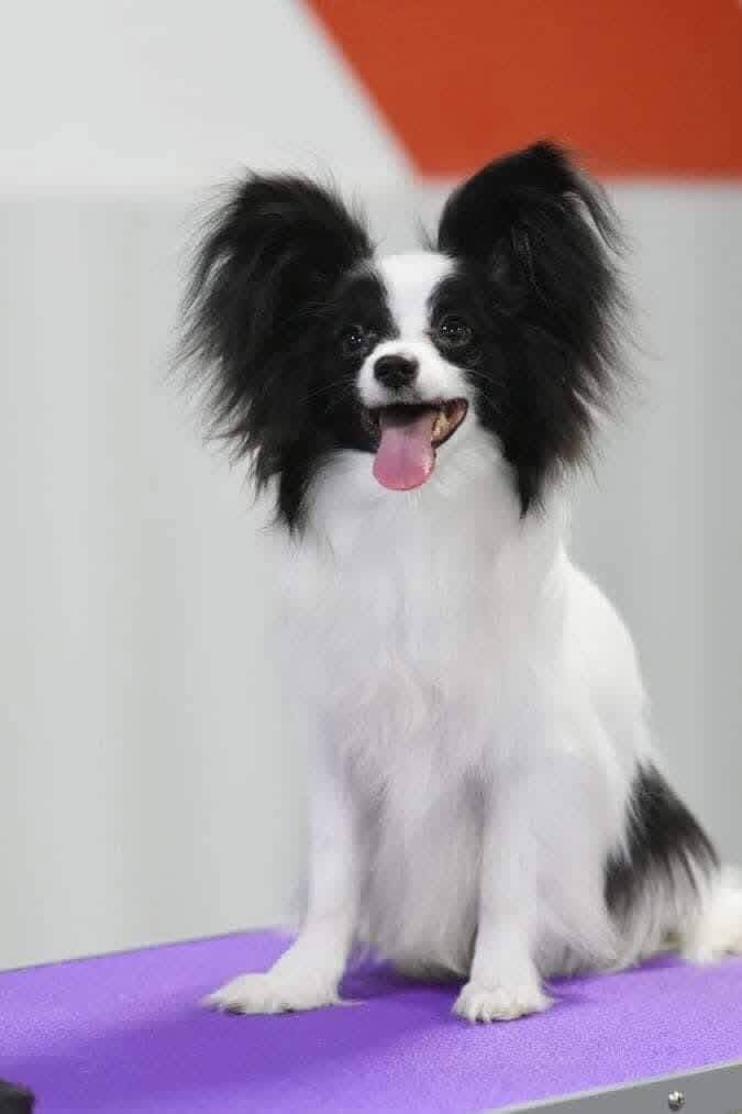 Papillon puppies image 4