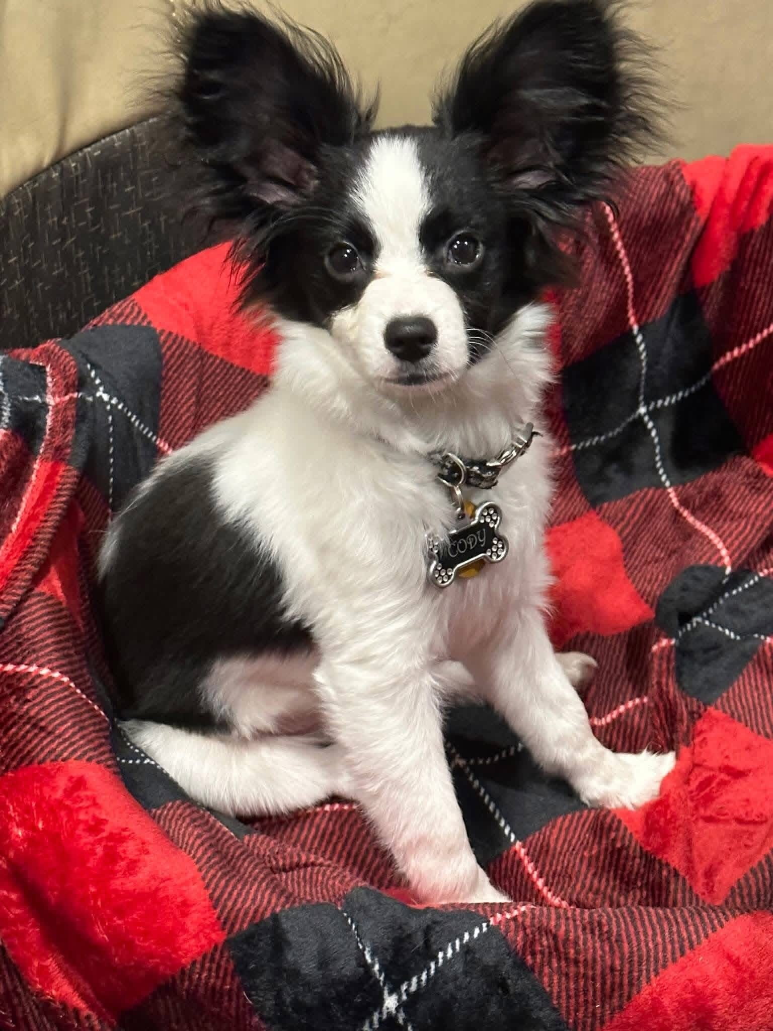 Papillon puppies image 3
