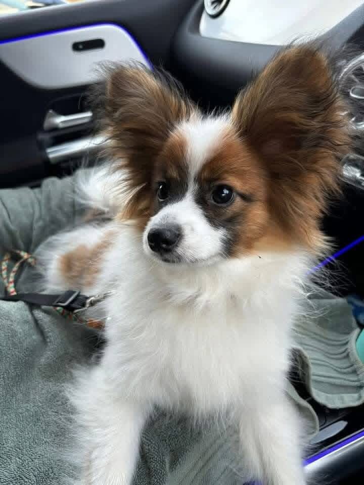 Papillon puppies image 1
