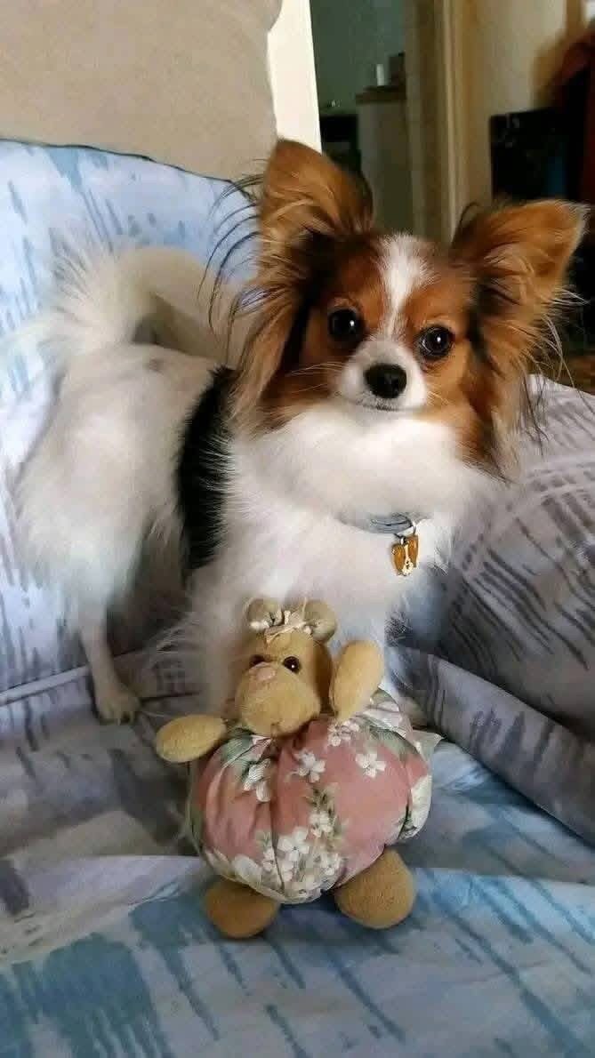 Papillon puppies image 2