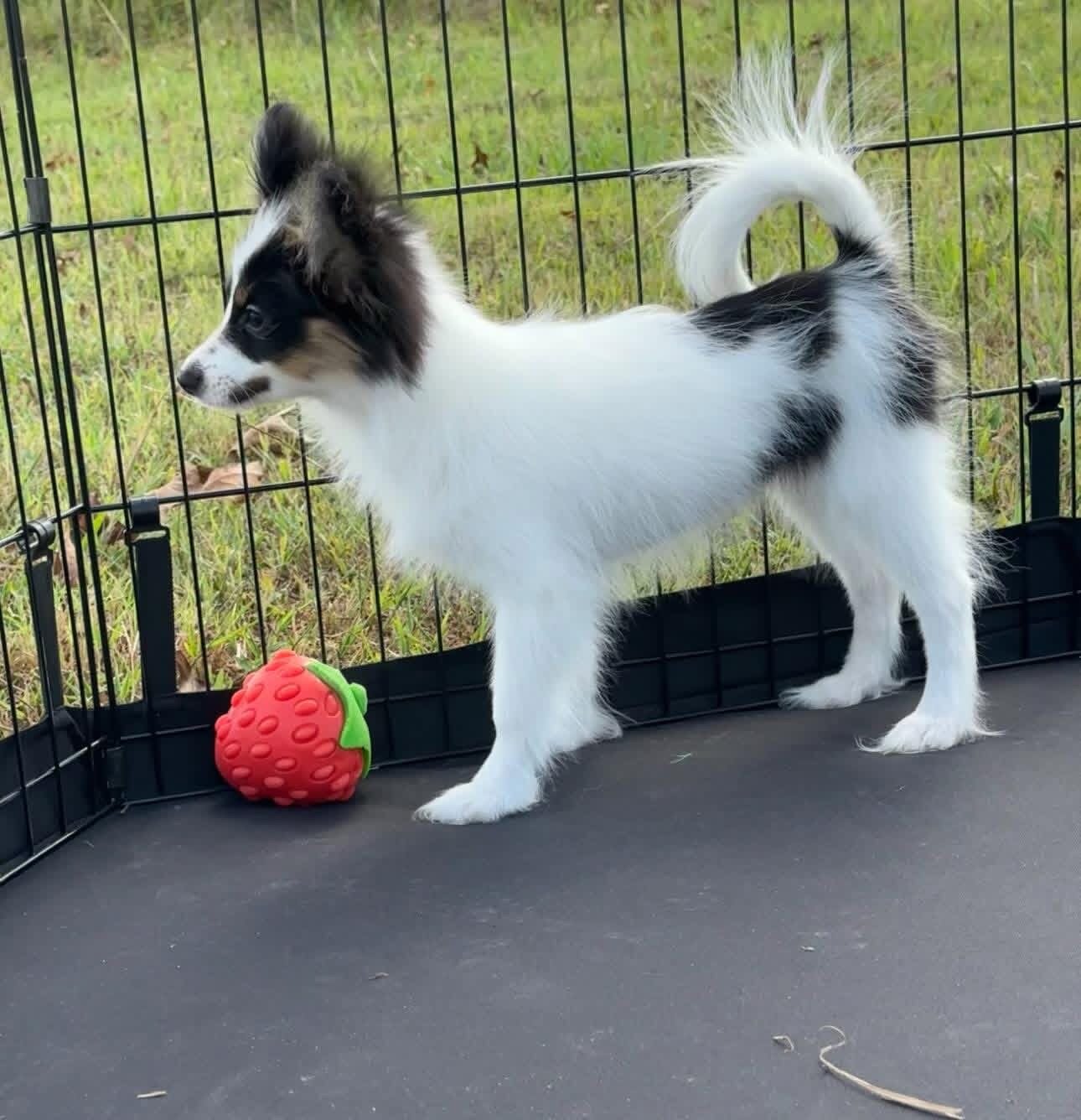 Butterfly papillon puppies image 4