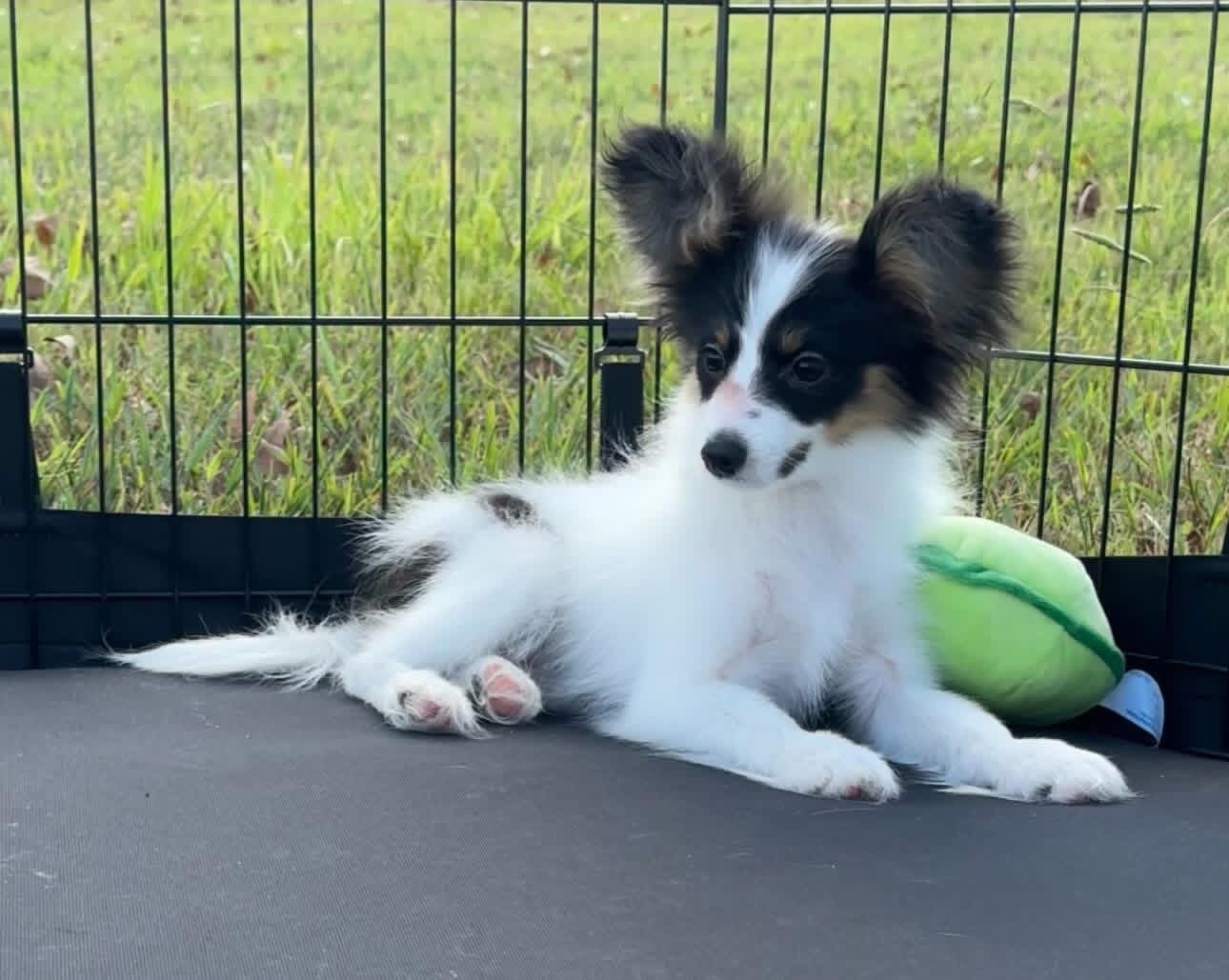 Butterfly papillon puppies image 1