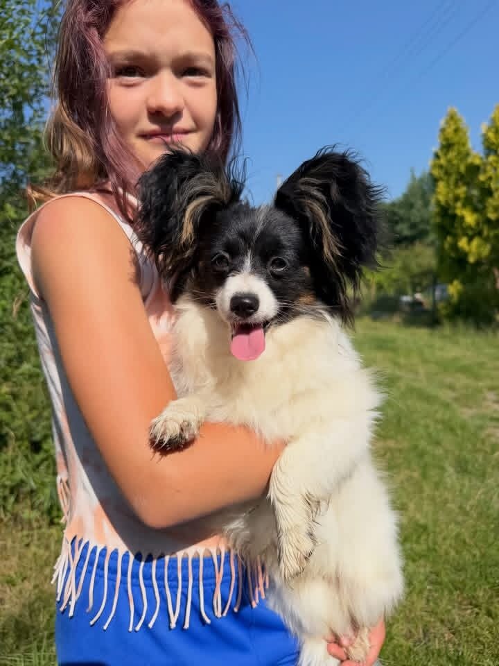 Butterfly papillon puppies image 2