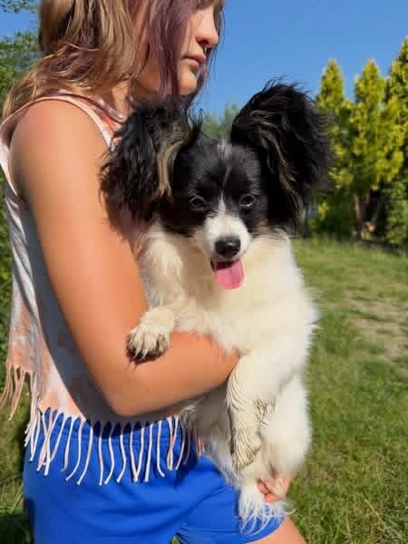 Butterfly papillon puppies image 3