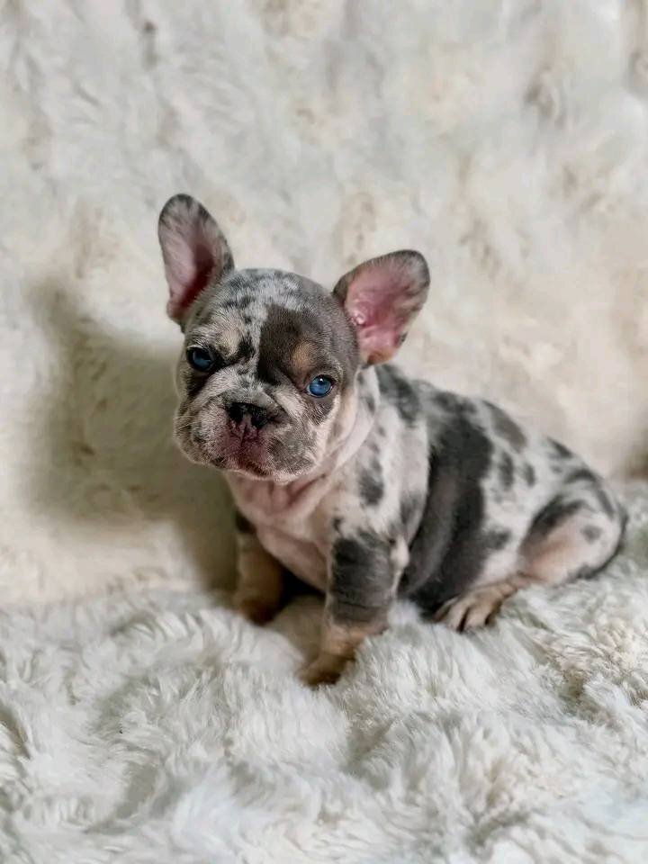 French bulldog image 2