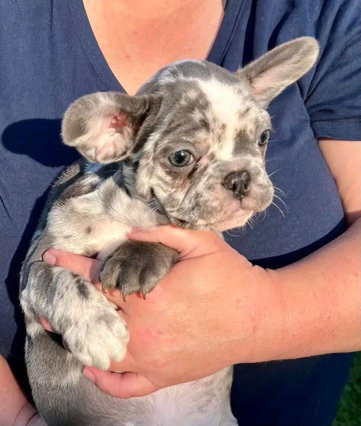 French bulldog image 5