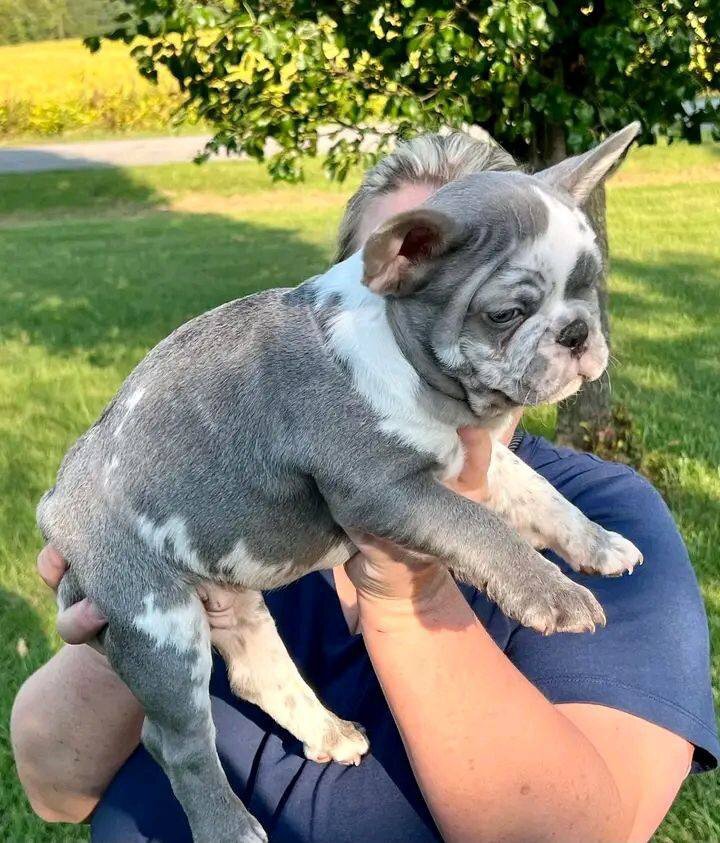 French bulldog image 3
