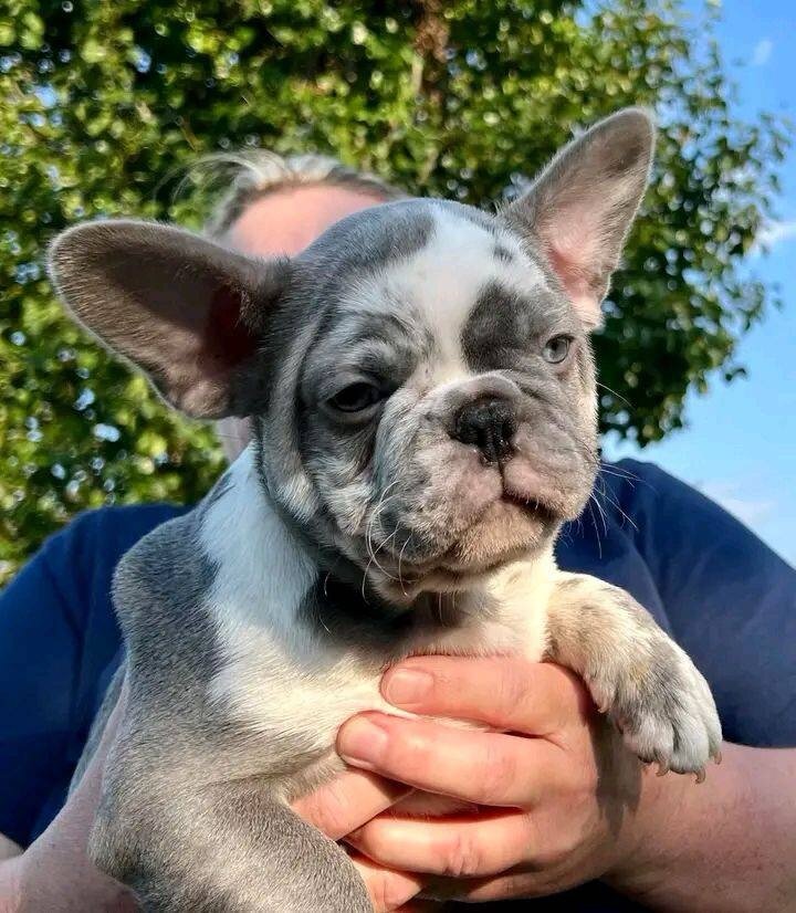 French bulldog image 4