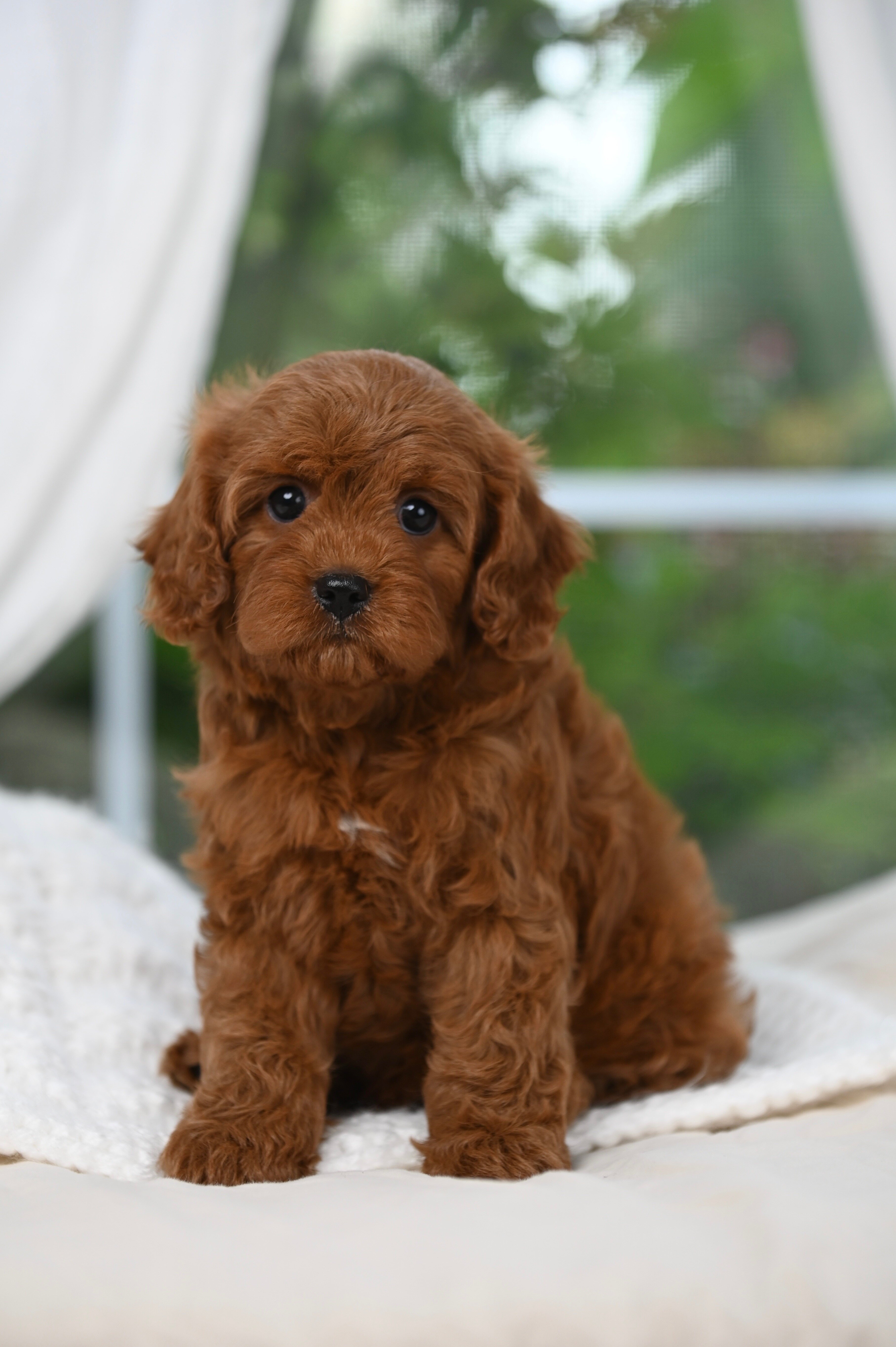 Cavapoo puppies image 1