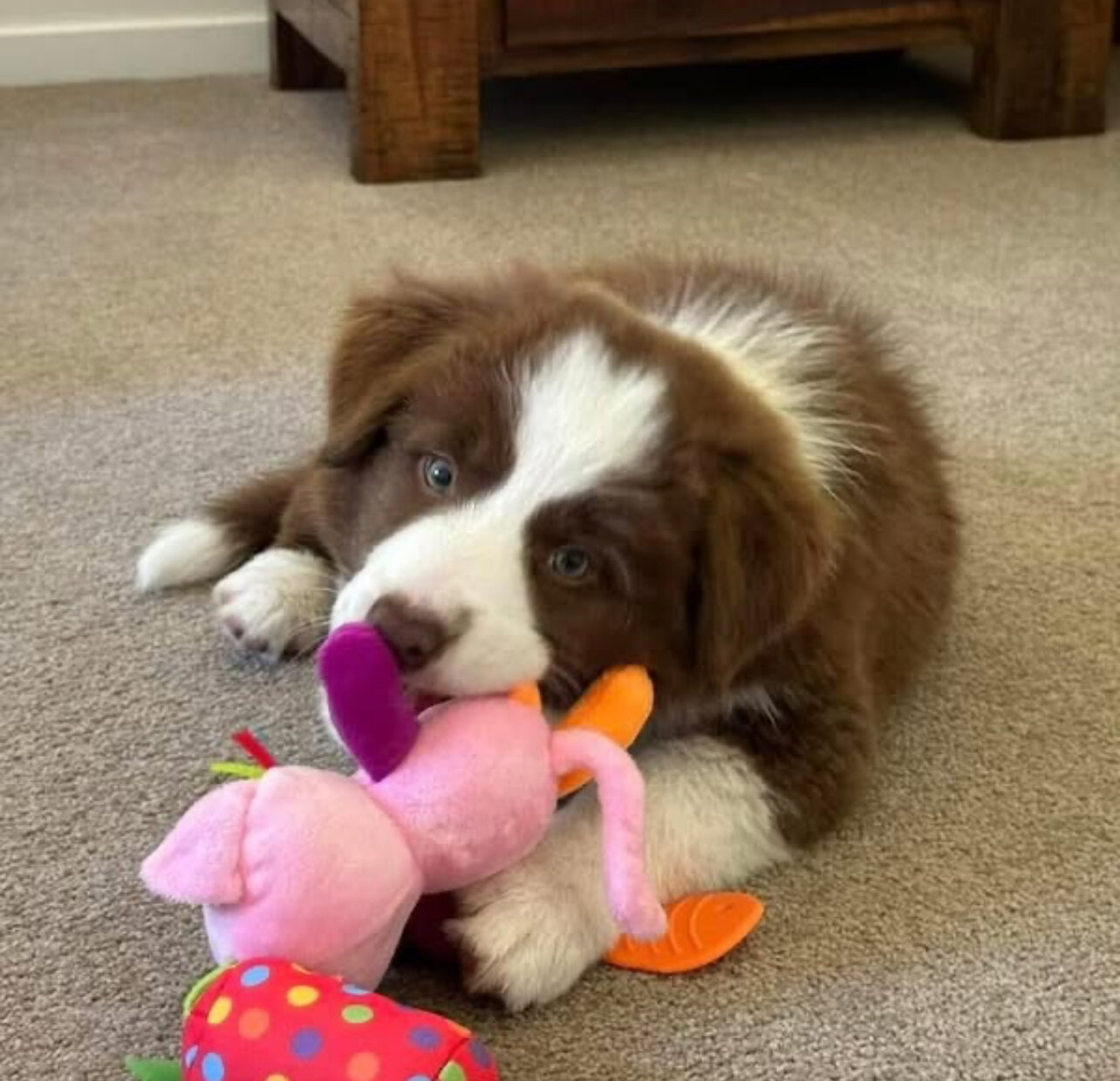Border collie puppies image 2