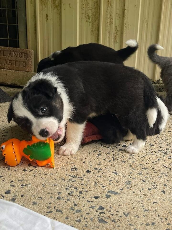 Border collie puppies image 4