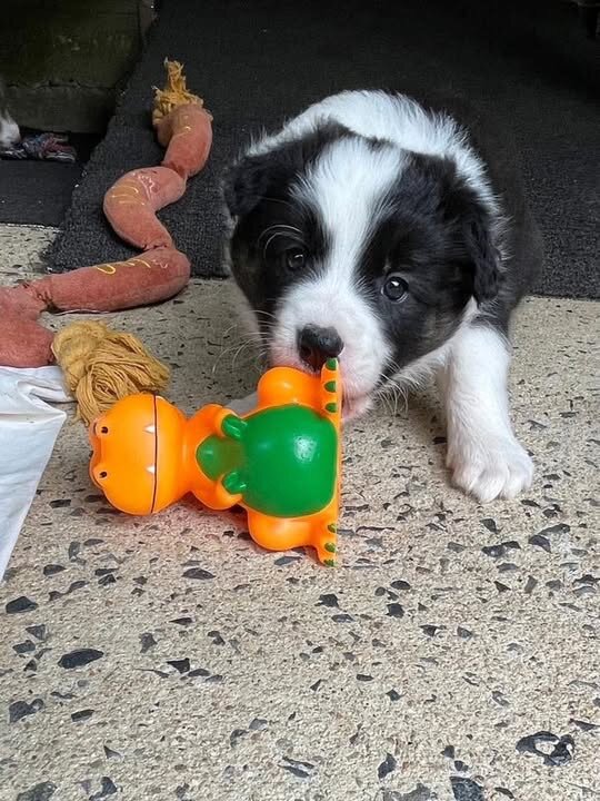 Border collie puppies image 5