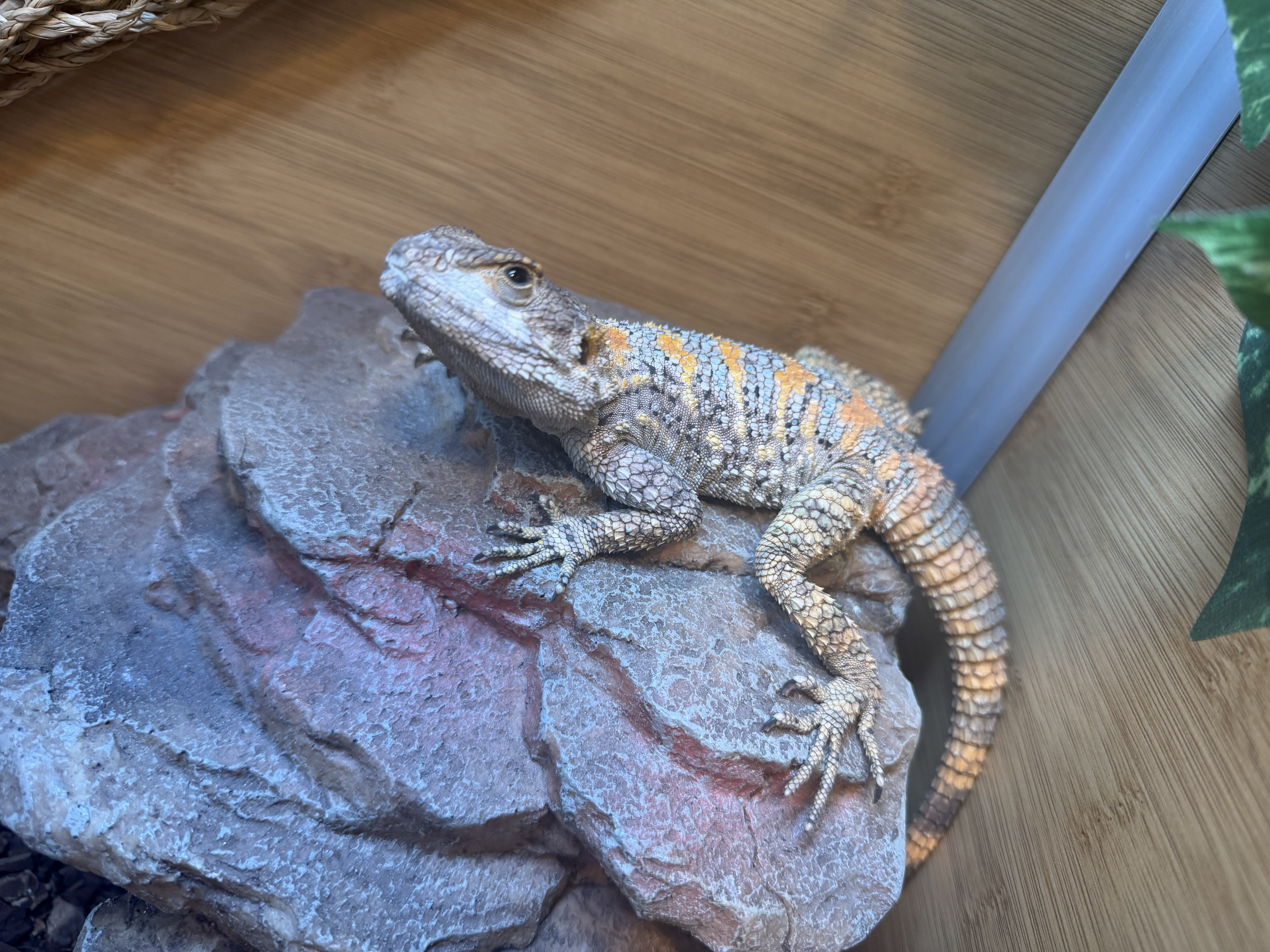 Painted clown Agama image 1