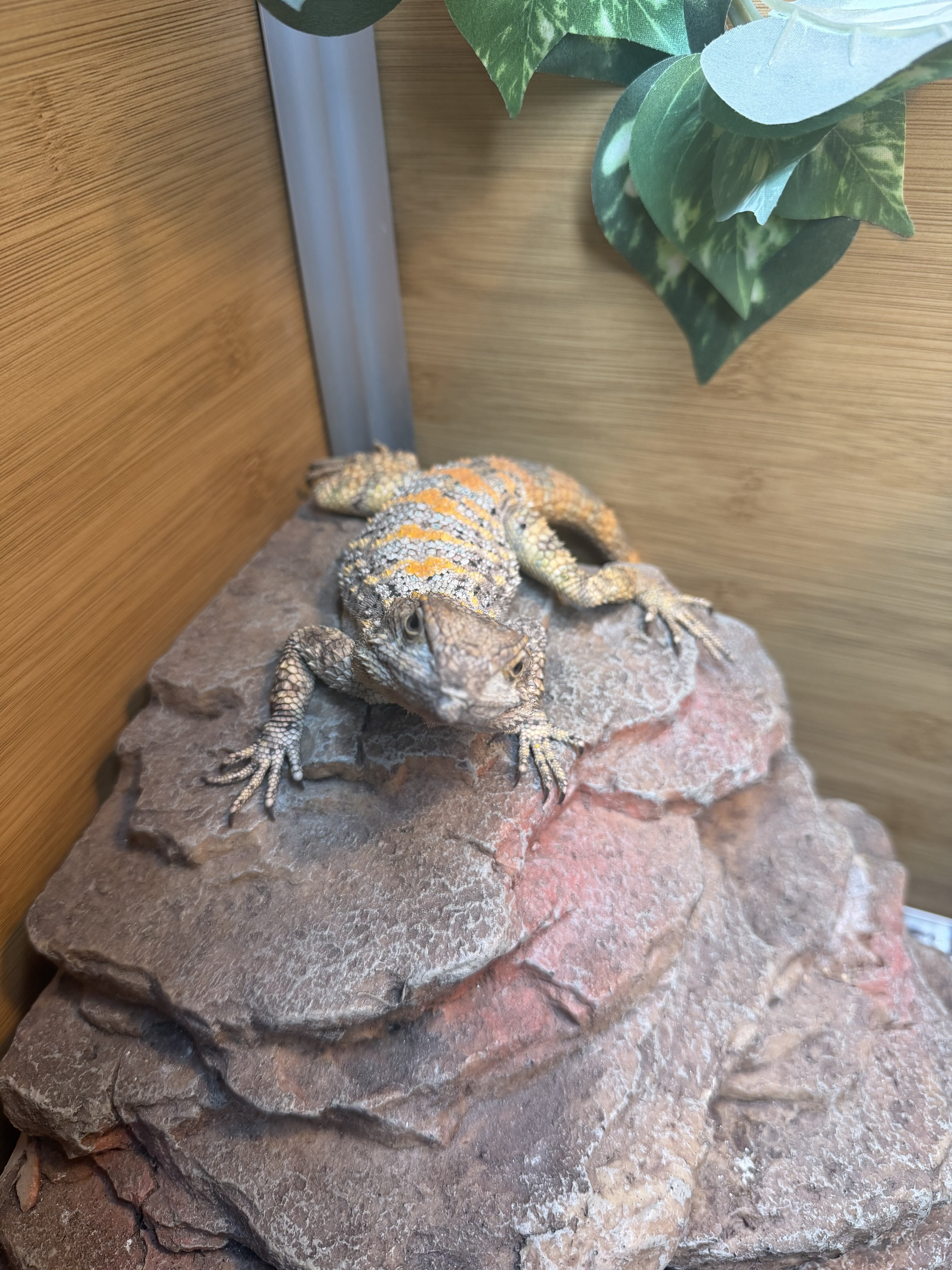 Painted clown Agama image 2