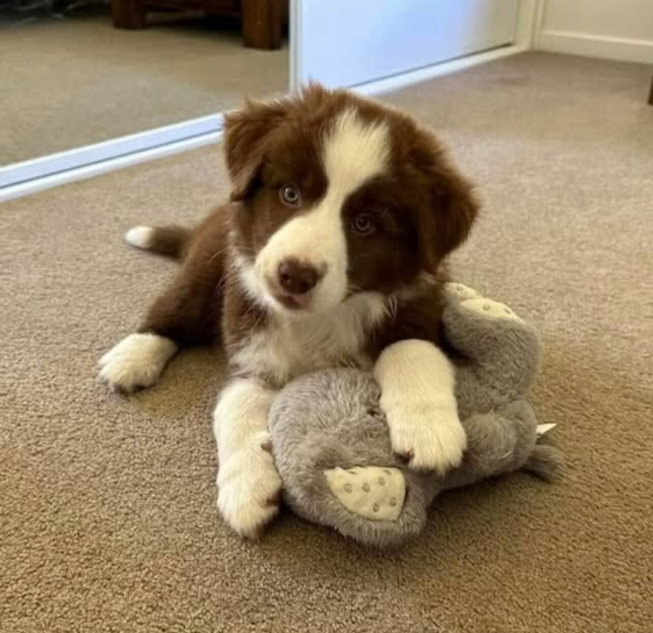 Border collie image 4