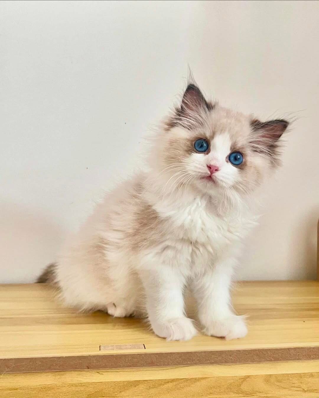 Ragdoll kittens image 1