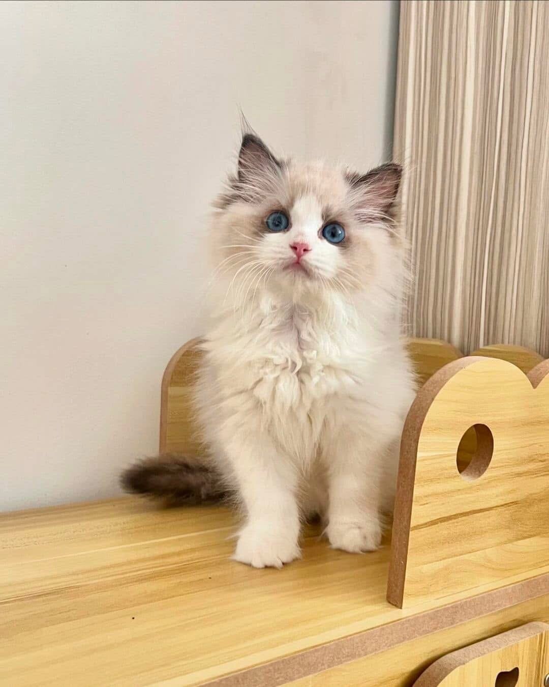 Ragdoll kittens image 2