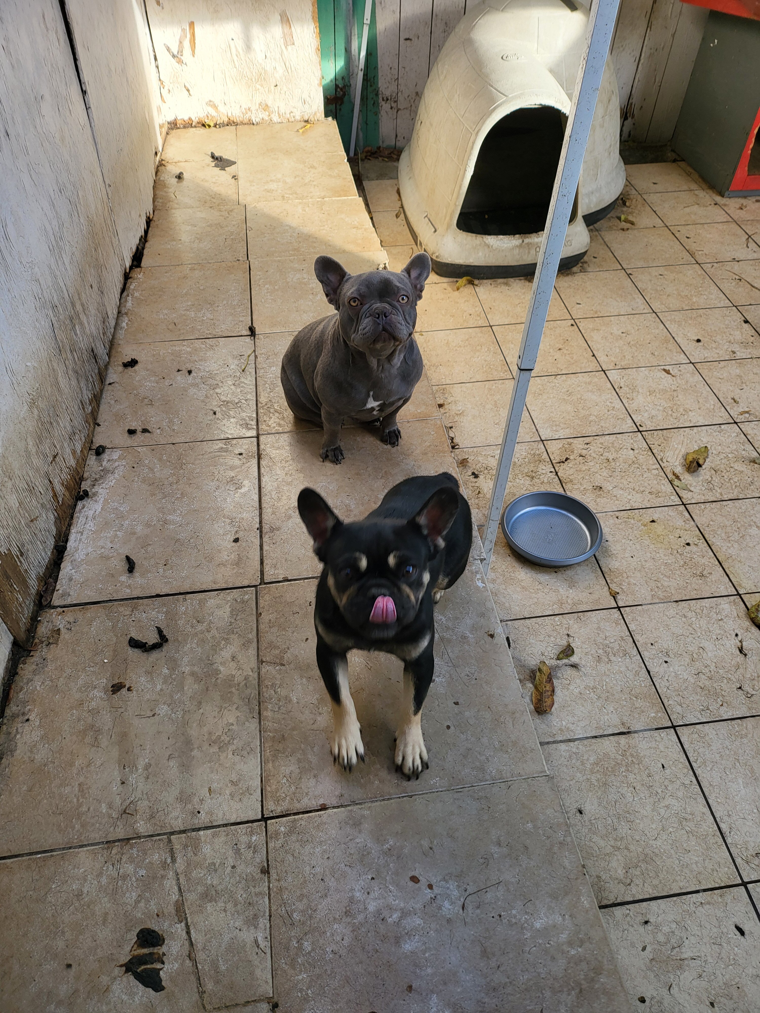 Frenchie image 2