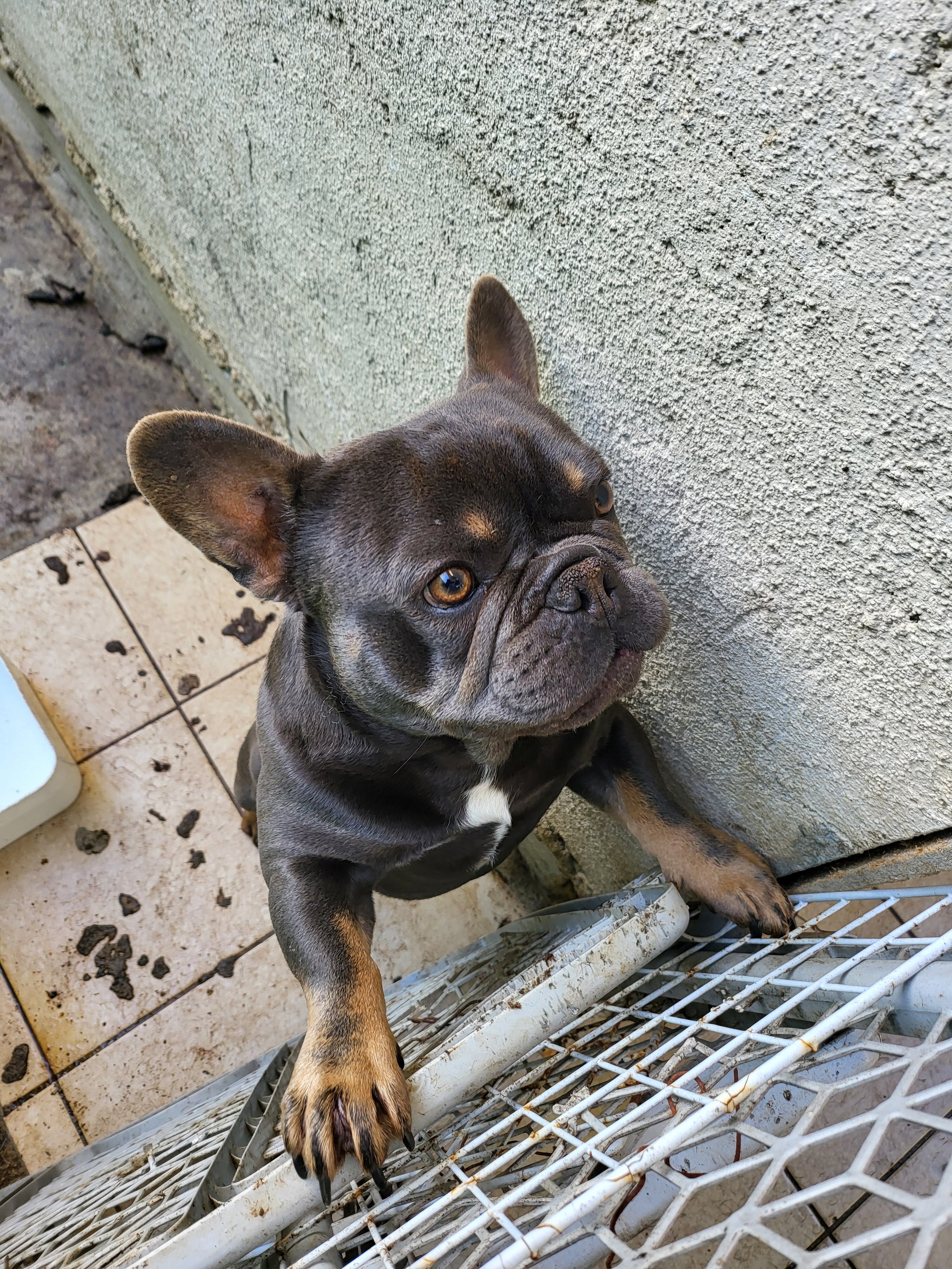 Frenchie image 1